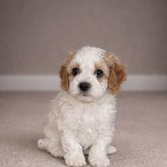 Bluey - Merle male Cavapoo puppy in Sewickley, Pennsylvania from Peach's Pittsburgh Cavapoos