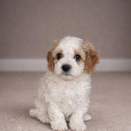 Bluey - Merle male Cavapoo puppy in Sewickley, Pennsylvania from Peach's Pittsburgh Cavapoos