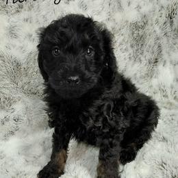 Hershey - Black male Cavapoo puppy in Eau Claire, Wisconsin from Fisher River Doodle's