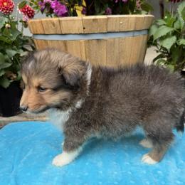 Boy 3 - Sable and white male Shetland Sheepdog puppy in Deer Island, Oregon from Conestoga Shelties
