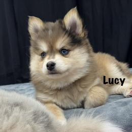 Lucy - Merle female Pomsky puppy in Scandinavia, Wisconsin from Bonnie’s Little Fluffys