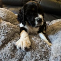 Hot Pink - Black white and tan female English Springer Spaniel puppy in Griswold, Connecticut from Lassale Springers