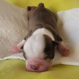 Boston Terriers from Rafael's Boston Terriers