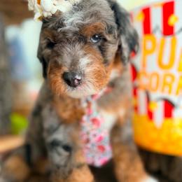 Chewbacca - Blue merle male Bernedoodle puppy in Payson, Utah from All Around Royalty & Royal Whisper Companions