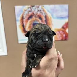 Finn - Brindle male Boerboel puppy in Delta, Colorado from SATA Kennels