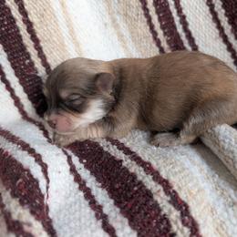 Boy 1 - Chocolate sable male Havanese puppy in Sebastian, Texas from Third Coast Havanese