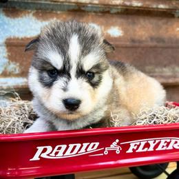 Fay - Sable and white female Siberian Husky puppy in Union Grove, Alabama from Southern Siberian Life