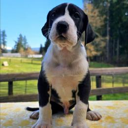 Stripe - Mantle male Great Dane puppy in Castle Rock, Washington from Uber Alles Great Danes