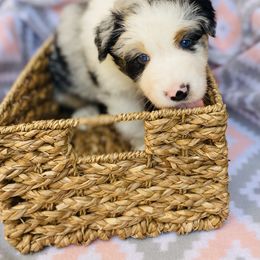 Australian Shepherd Puppies from Jo’s Aussies