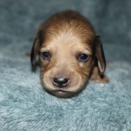 Julius - Dapple male Dachshund puppy in La Junta, Colorado from Royal King’s Mini Dachshunds