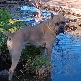 Loki - Cane Corso