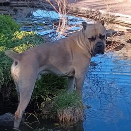 Loki - Cane Corso