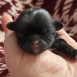 Iris - Brindle female Shih Tzu puppy in Sharon, Pennsylvania from Keystone Danes and Shih tzus