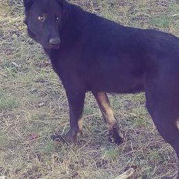 German Shepherds from Enchanted River Shepherd's