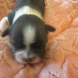 Bowser - Silver and white male Shih Tzu puppy in Sutton, West Virginia from Meadow Lane Pups