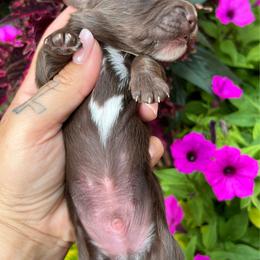 Hazel boy two - Chocolate male Dachshund puppy in Payette, Idaho from NT Mini Doxies