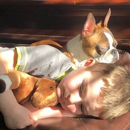 Boston Terrier All Grown Up from H & H Boston Terriers