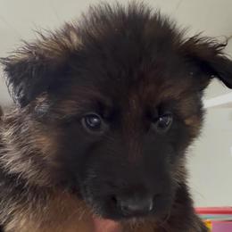 Boy 4 - Black and red male German Shepherd puppy in Valley Springs, South Dakota from Von Pasch German Shepherds