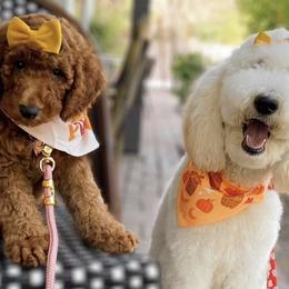 Poodles from Azpoodles