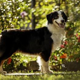 Indi - Miniature American Shepherd