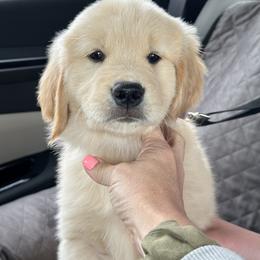 Dachshund and Golden Retriever Puppies from Grove Haven Canines