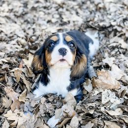 Penny - Cavalier King Charles Spaniel