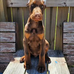 Doberman Pinscher Puppies from Franklin Dobermans