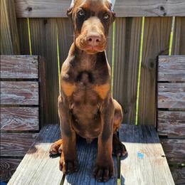 Doberman Pinscher Puppies from Franklin Dobermans