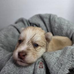 Akuma - Red and white male Pomsky puppy in Blaine, Minnesota from Yuna's Pomsky