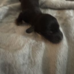 Dachshund Puppies from Dachshund Dad