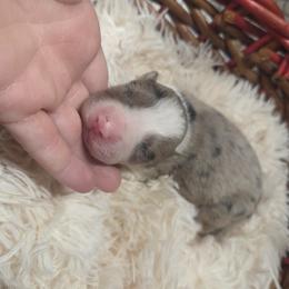 Layla - Blue merle female Border Collie puppy in Gary, Indiana from Lake Ridge Border Collies