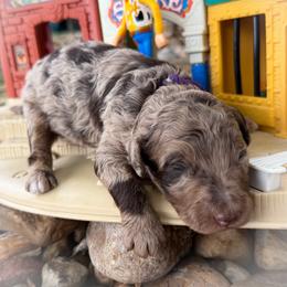Woody - Merle male Goldendoodle puppy in Montgomery, Texas from Texas Bello Doodles