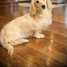 Dachshund puppies from Dixieland Dachshunds of Tennessee