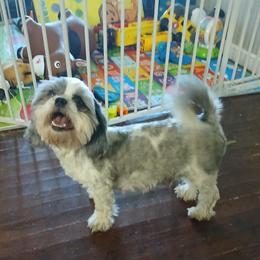 Shih Tzu Puppies from 2 Sons & 4 Paws Puppies