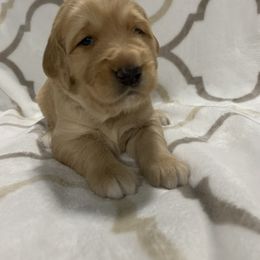 Goldendoodle Puppies from BB Doodles