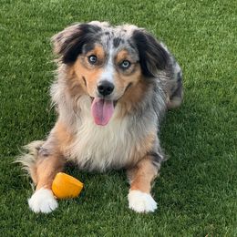 Loki Bear - Miniature Australian Shepherd