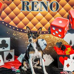 Rat Terrier puppies from Battle Born Terriers