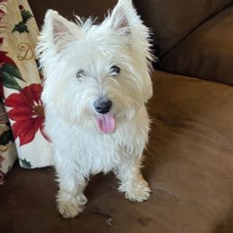 Lyla Rose - West Highland White Terrier