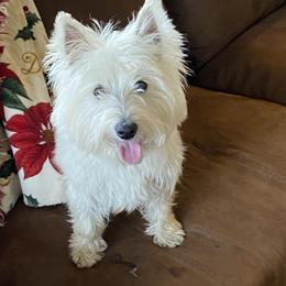 Lyla Rose - West Highland White Terrier