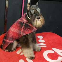 Miniature Schnauzer Puppies from Starbound Miniture Schnauzer's