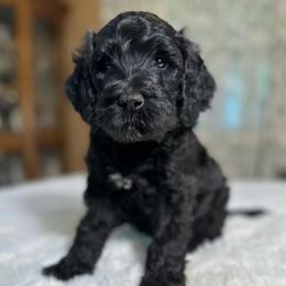 Sam - Black male Goldendoodle puppy in Osage City, Kansas from Golden Ridge Goldens