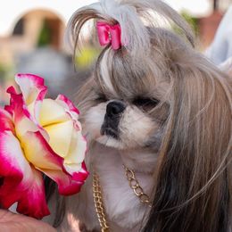 Sakura - Shih Tzu