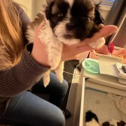 Girl 2 - Shih Tzu puppy in Raymond, New Hampshire from Shih Tzus of NH