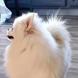 Maci - Pomeranian