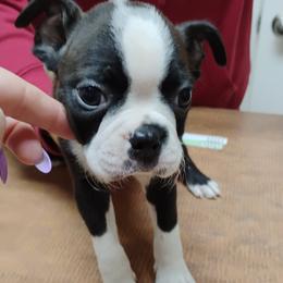 Boston Terriers from Bobos Bostons
