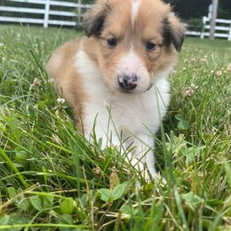 Collie Puppies from Heritage Valley Collies