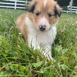 Collie Puppies from Heritage Valley Collies