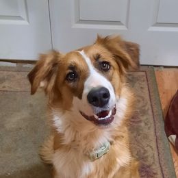 Delle - English Shepherd