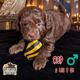 Red - Brown male Shihpoo puppy in Rockledge, Florida from Bellady's Shihpoos
