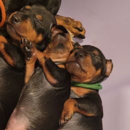Manchester Terriers from Sunkissed Manchesters
